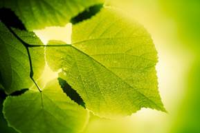a green leaf