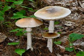 mushrooms growing from the ground