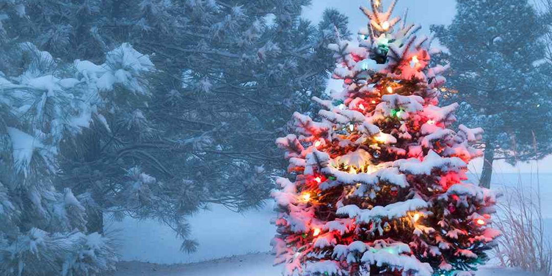 Christmas tree covered in snow