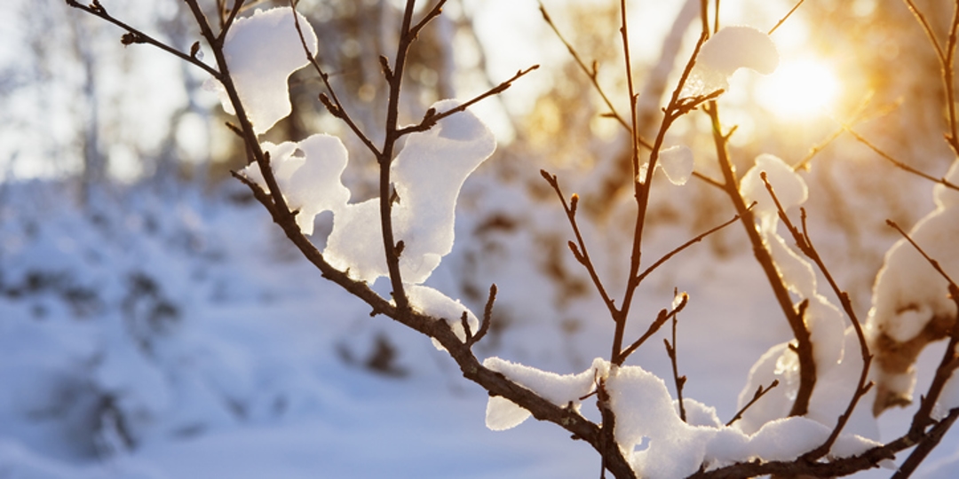 Monster Tree Alexandria