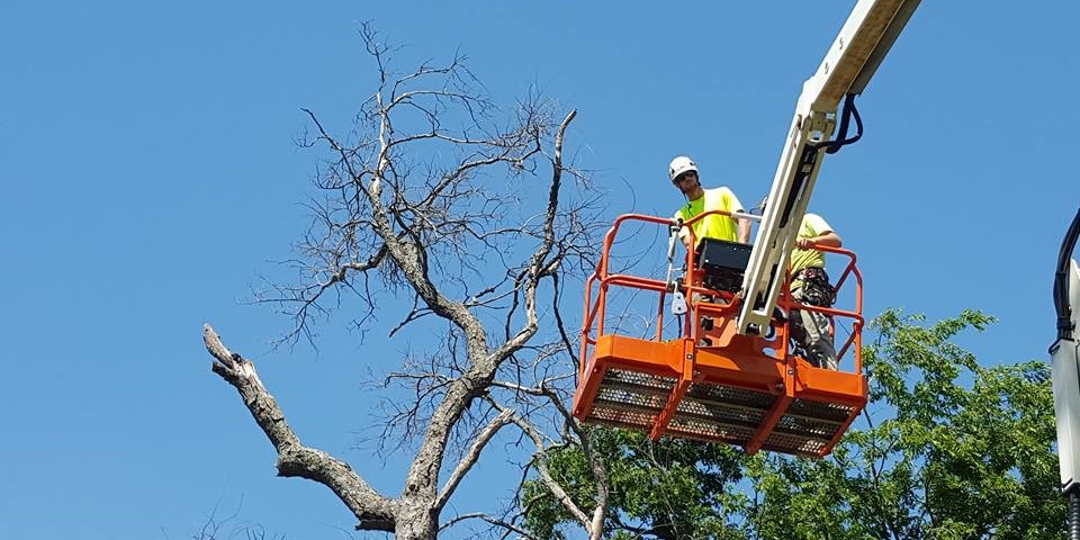 Tree trimming