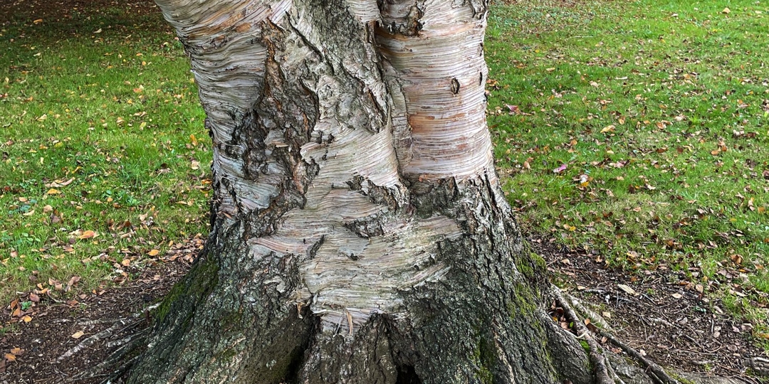 Monster Tree Service Image