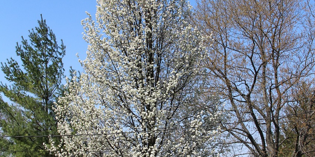 Bradford Pear Tree