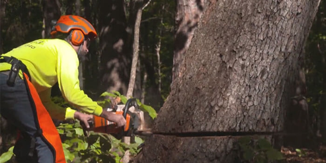 Monster Tree Service