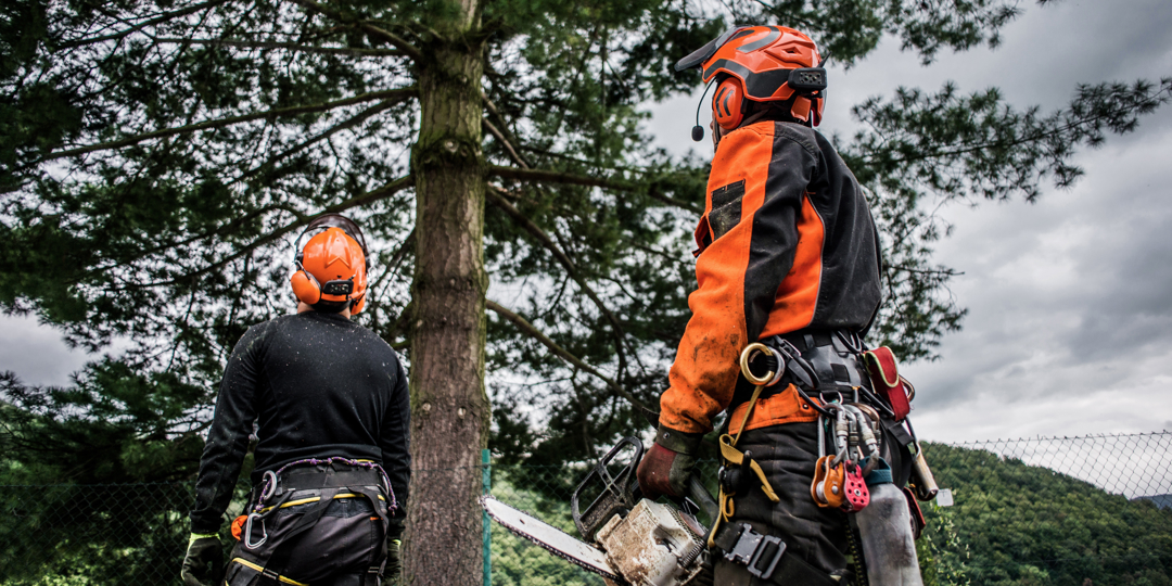 Two professional arborists wearing orange safety helmets, ear protection, and climbing harnesses stand before a tall pine tree. One arborist holds a chainsaw while they both look up at the tree canopy to evaluate it for trimming or removal.