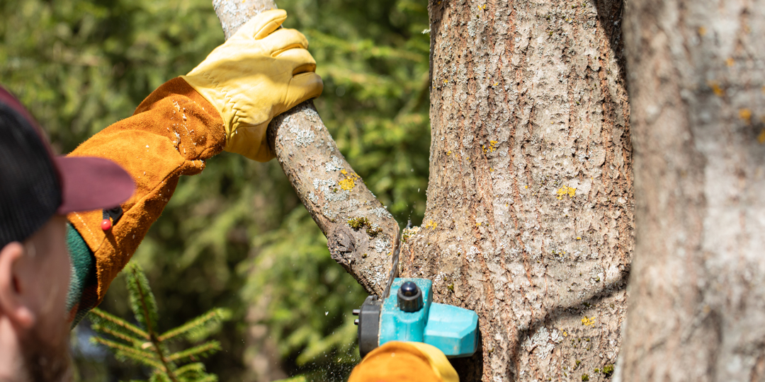 arborist cutting the bottom of a tree branch
