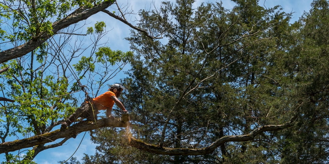 Arborist cutting dead tree branches with a chainsaw as part of professional tree maintenance