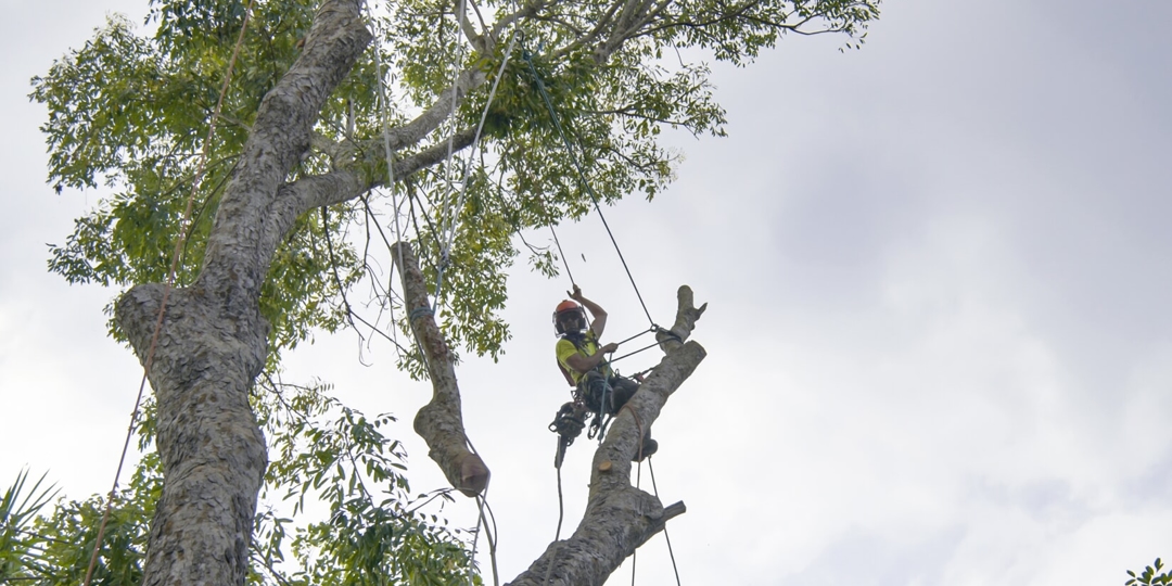 man cutting down tree