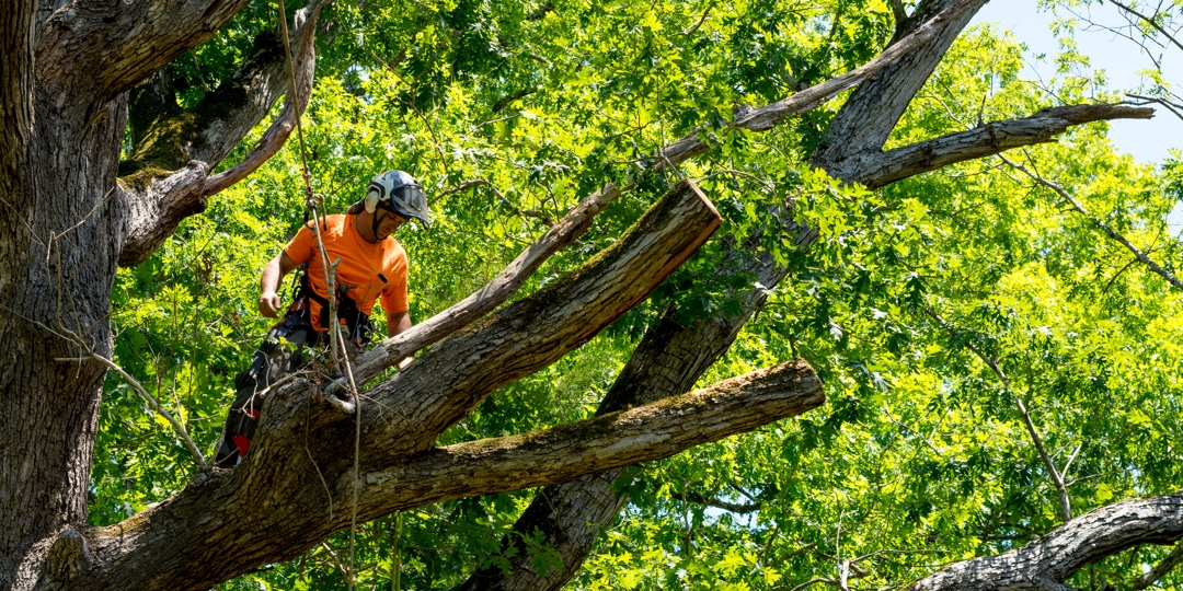 man trimming tree