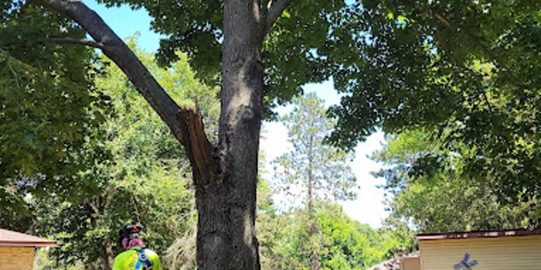 Monster Tree Service Image