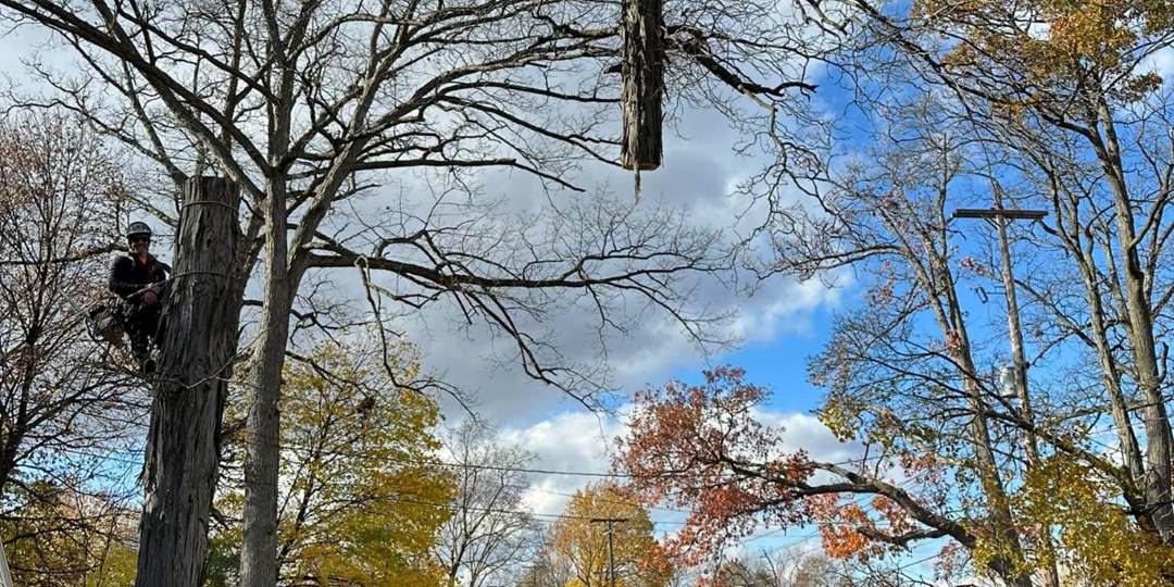 Monster Tree Service Image