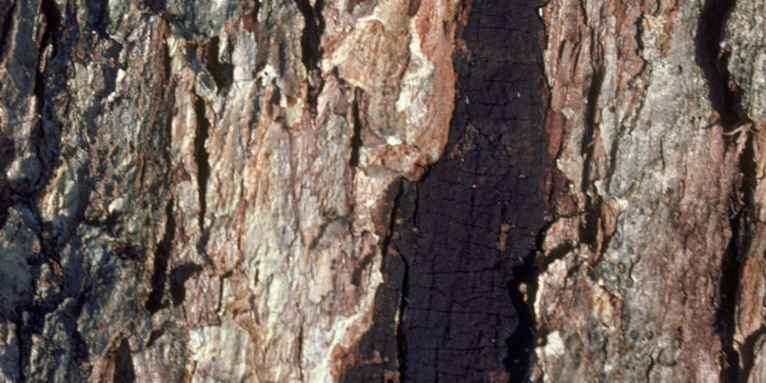 hypoxylon canker on oak trees