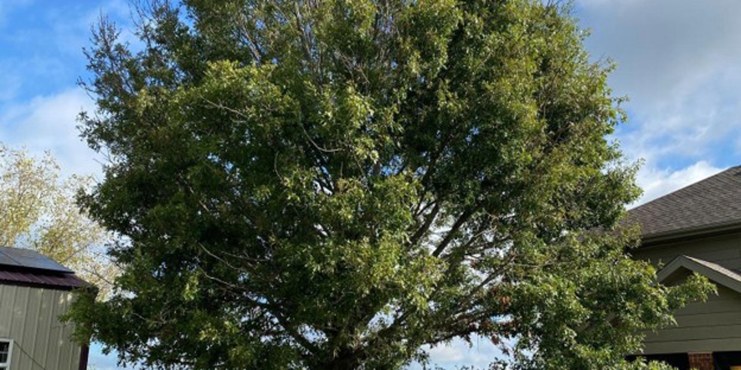tree