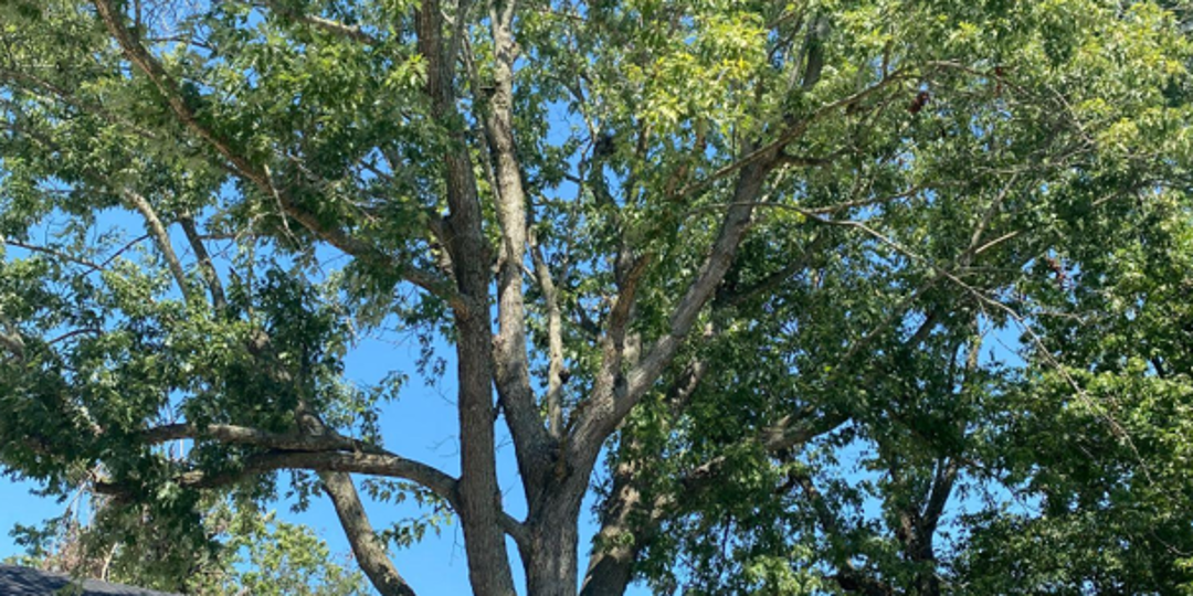 tree