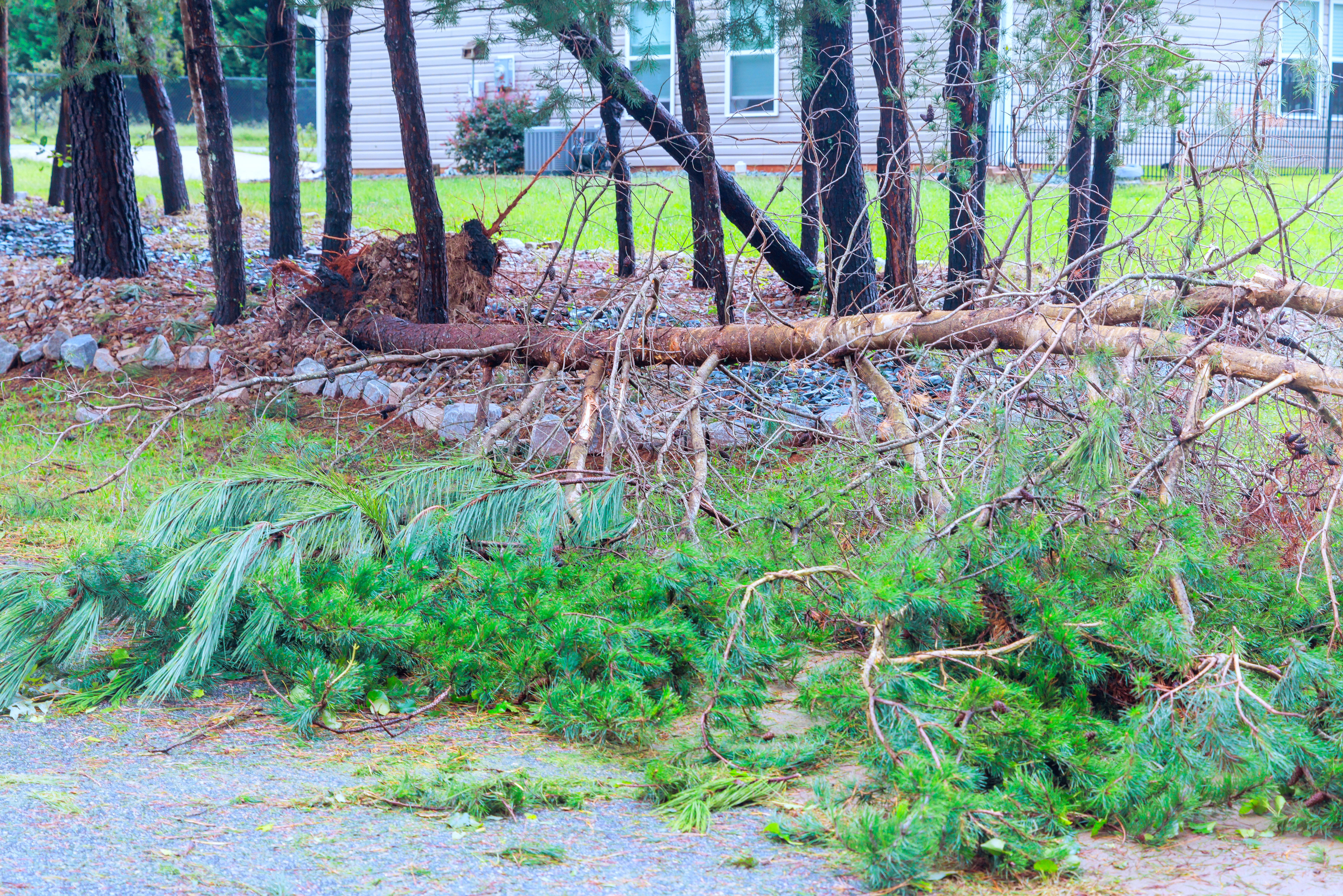 Hurricane Season Tree Preparation for Pearland Residents: Essential Storm-Proofing Tips