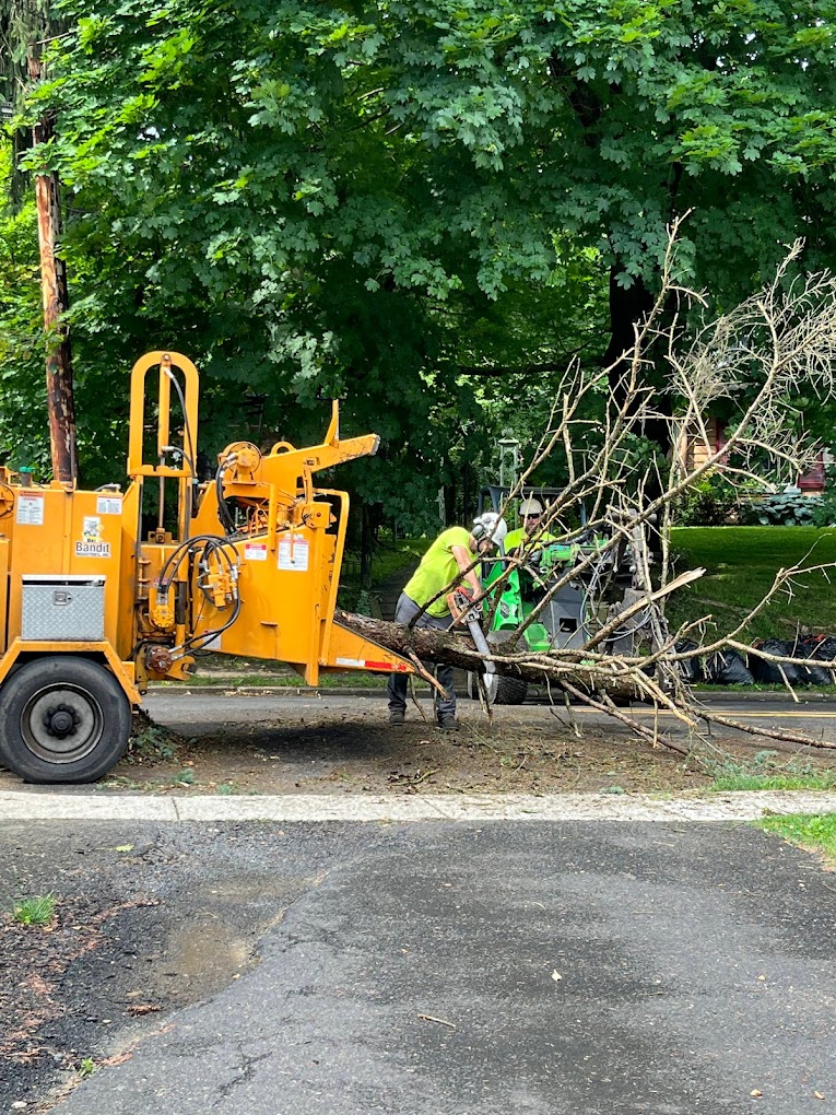 Tree Care Essentials: A Guide for Ambler Homeowners