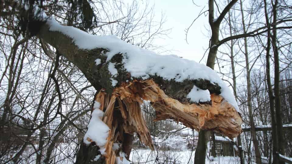 Why Winter Is the Best Time for Tree Work in Minnesota