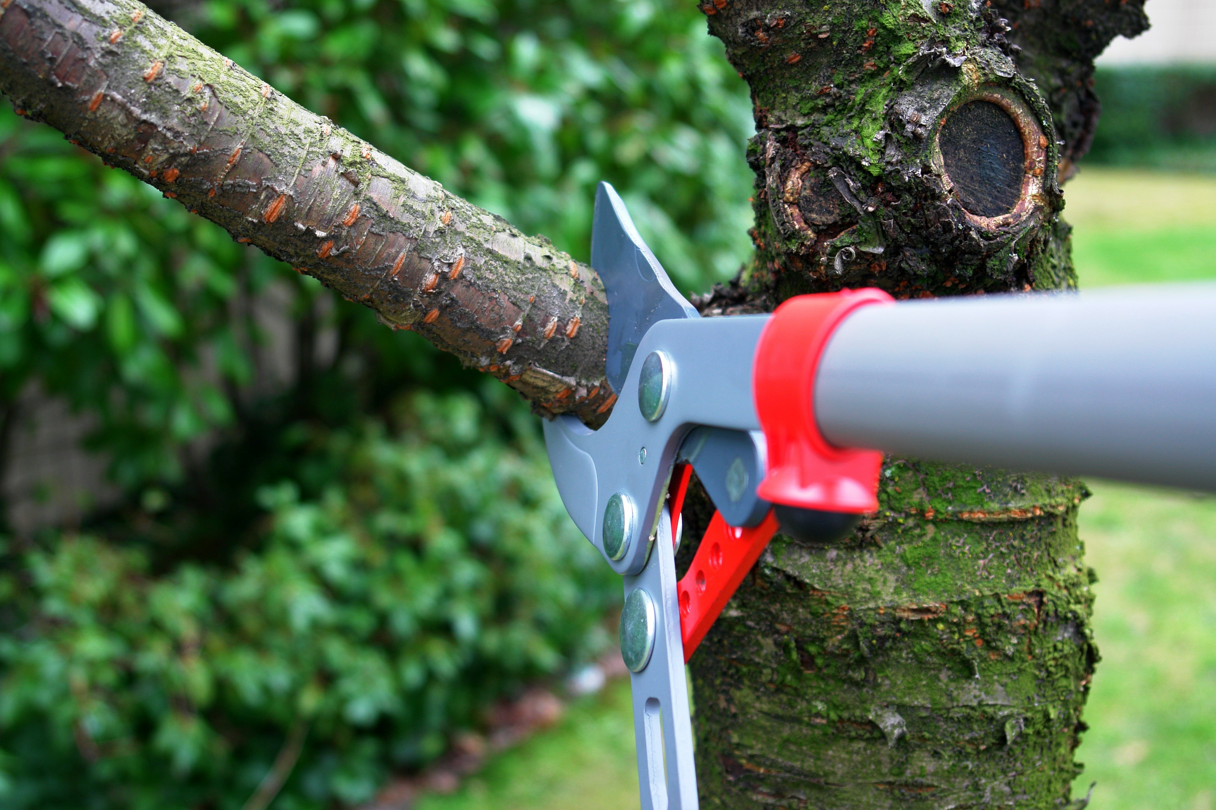 Tree Branch & Limb Removal in Champions Park, TX