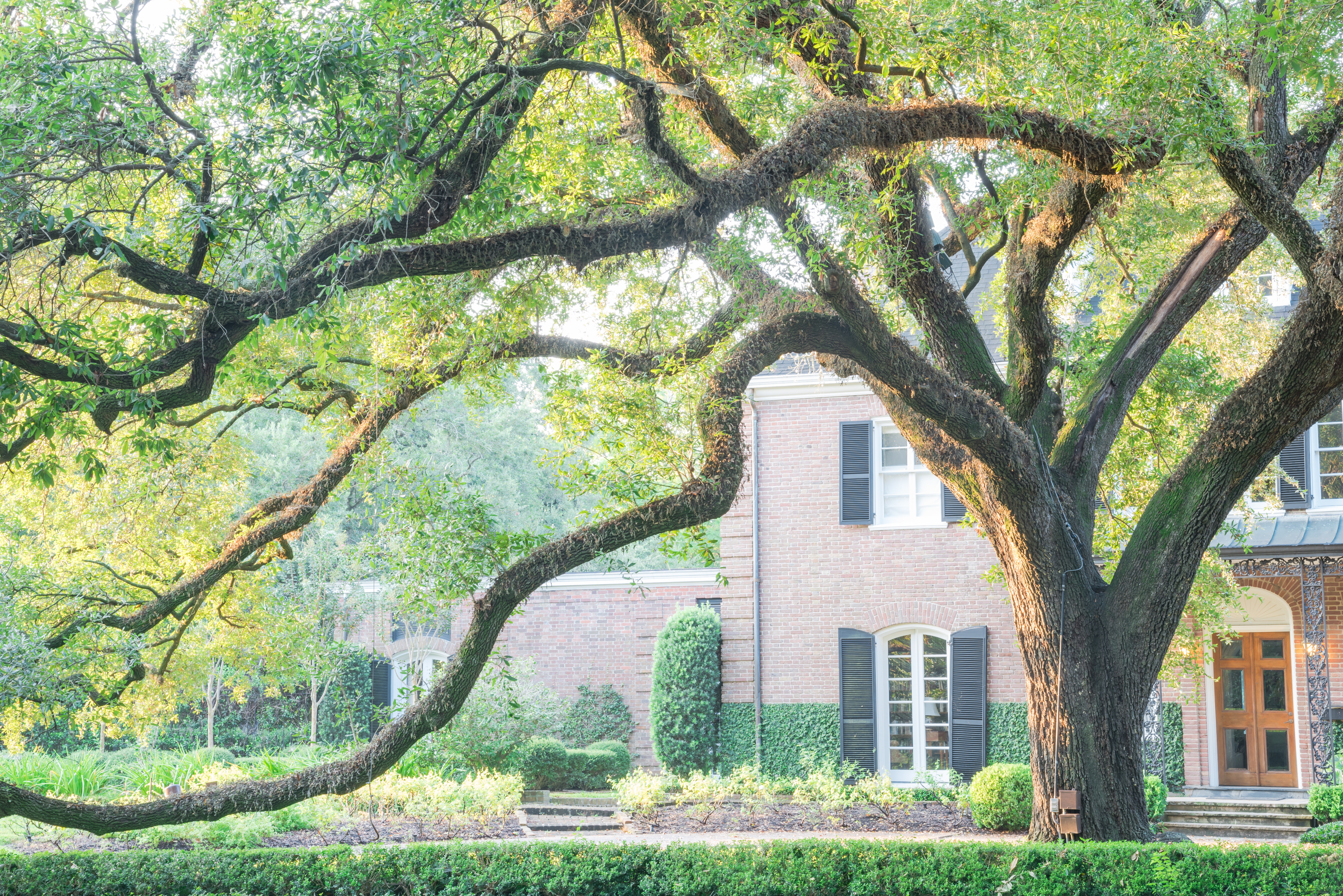 10 Questions to Ask Before Hiring a Tree Service: Do's & Don'ts for Northwest Houston Homeowners
