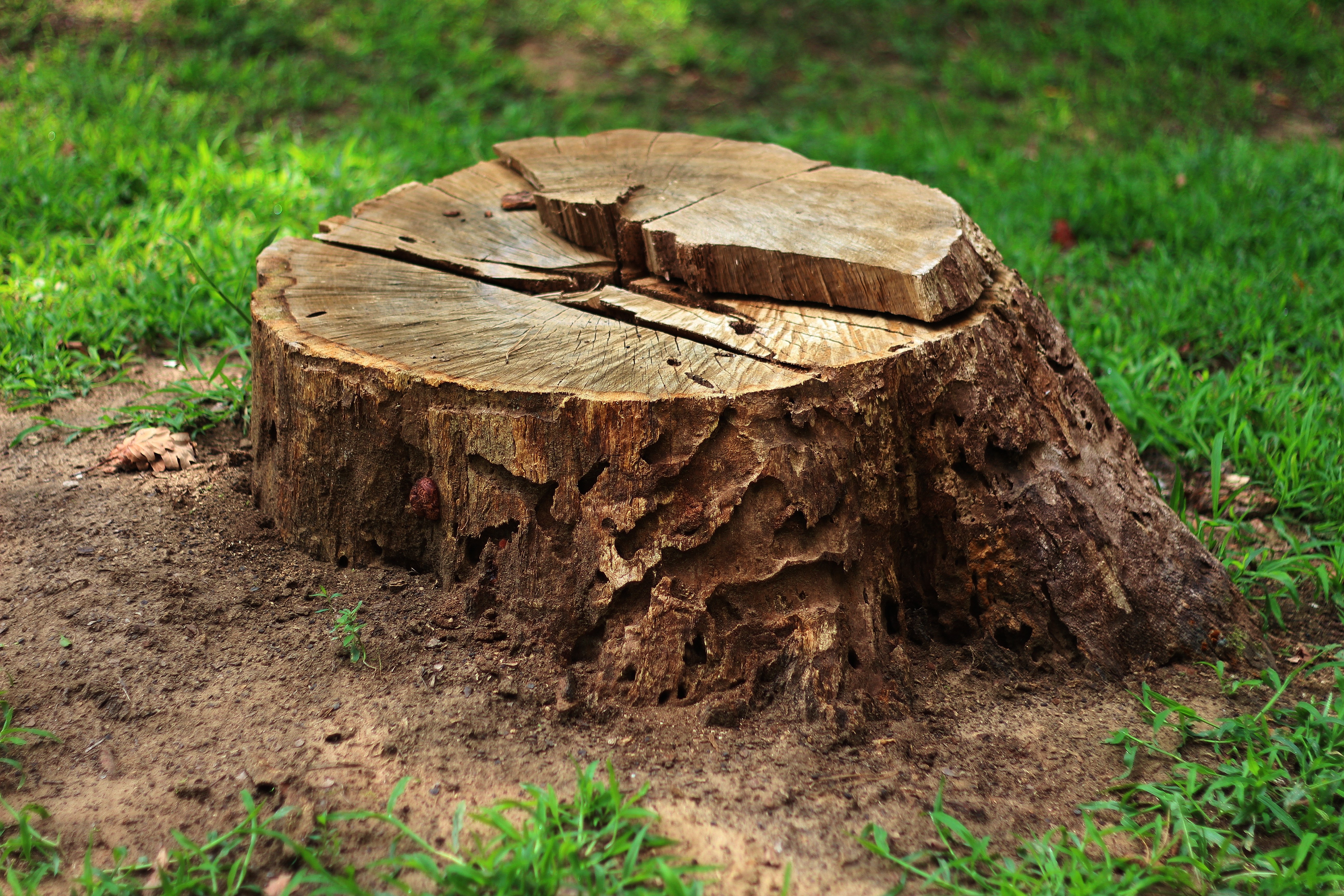 Stump Removal in Shenandoah, TX