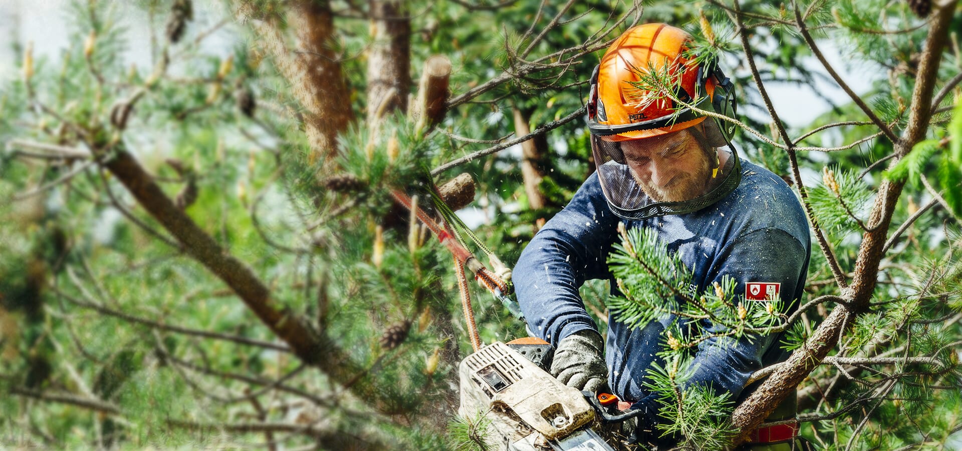 Top Trees for Grand Rapids Homeowners: Enhancing Your Landscape with Michigan's Finest