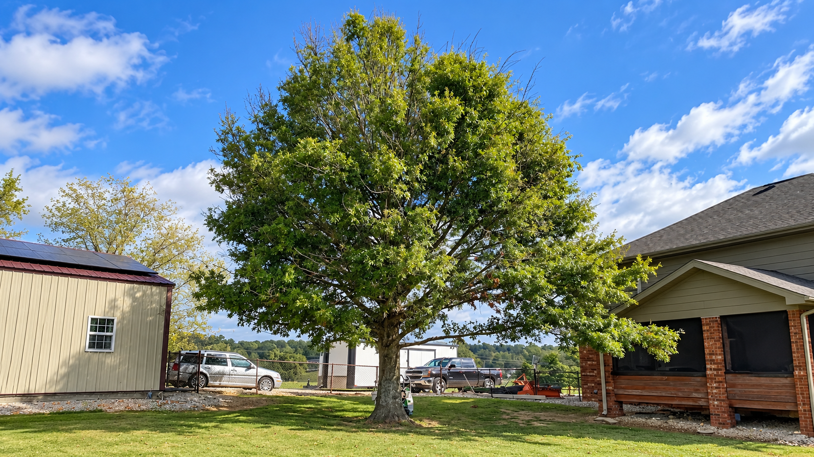 large tree on the side of a home